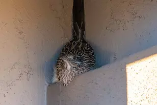 707 Lunar View Way, Chino Valley, AZ 86323 - Photo 55