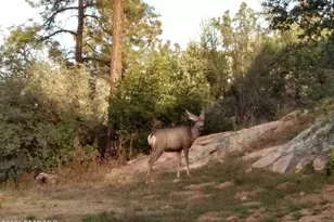 1963 Idylwild Rd, Prescott, AZ 86305 - Photo 53