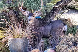 1351 Indian Trail, Prescott, AZ 86305 - Photo 53