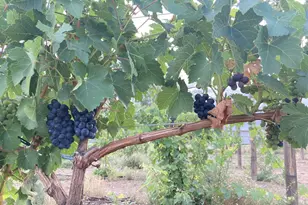 445 S Bella Rd, Chino Valley, AZ 86323 - Photo 5