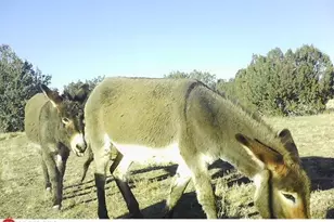 42449 N Spooky Owl Trl, Seligman, AZ 86337 - Photo 23