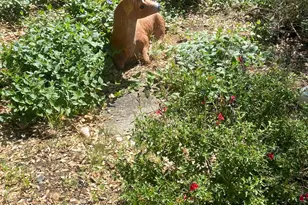 700 White Spar Rd, Prescott, AZ 86303 - Photo 5