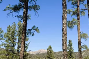 3169 W Crestview Dr, Prescott, AZ 86305 - Photo 55