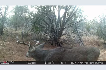 918 Wolf Road, Ash Fork, AZ 86320 - Photo 11