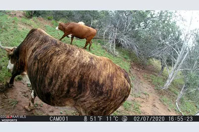 918 Wolf Road, Ash Fork, AZ 86320 - Photo 13