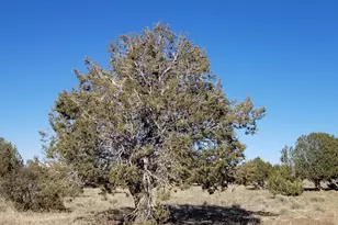214 NE Qtr W Rut, Ash Fork, AZ 86320 - Photo 1
