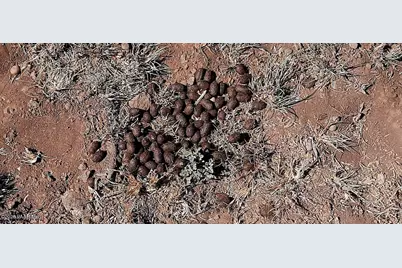 Xxxx E Martinez Rd, Williams, AZ 86046 - Photo 15