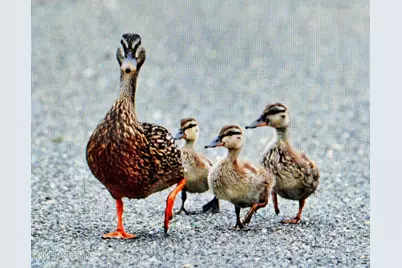 54 Beach Avenue, Bayville, NJ 08721 - Photo 7