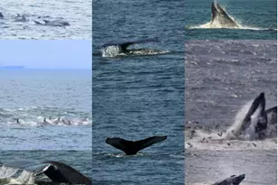 17 Via Ripa Wy, Sea Bright, NJ 07760 - Photo 29