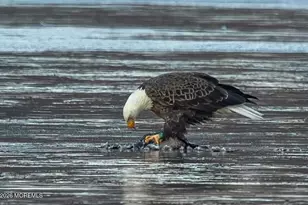 91 Davis Ln, Red Bank, NJ 07701 - Photo 85