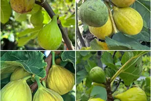 6 Hillcrest Rd, Manalapan Township, NJ 07726 - Photo 37