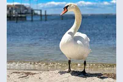 520 Normandy Drive #WKLY SUMMER RENTAL, Mantoloking, NJ 08738 - Photo 67