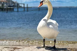 520 Normandy Dr, Mantoloking, NJ 08738 - Photo 67