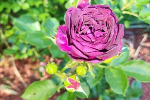 504 Emory St, Asbury Park, NJ 07712 - Photo 31