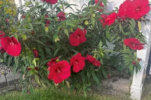 830 De Guise St, Lanoka Harbor, NJ 08734 - Photo 39