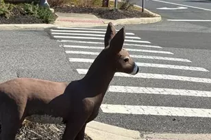 13B Walnut Rd, Manahawkin, NJ 08050 - Photo 35