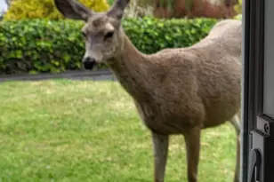 4314 W Ocean Ave, Lompoc, CA 93436 - Photo 29