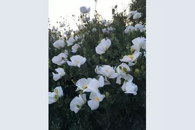 40 Bobcat Springs Road, Buellton, CA 93427 - Photo 33