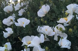 40 Bobcat Springs Rd, Buellton, CA 93427 - Photo 33