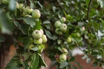 1366 Cimarron Drive, Santa Ynez, CA 93460 - Photo 17