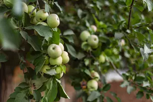 1366 Cimarron Dr, Santa Ynez, CA 93460 - Photo 17