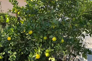 3020 Puesta Del Sol, Santa Barbara, CA 93105 - Photo 29