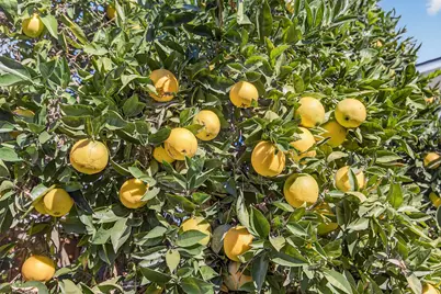 631 San Ricardo Drive, Santa Barbara, CA 93111 - Photo 41