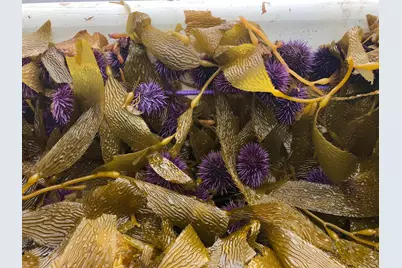 One Beach Road, Santa Barbara, CA 93117 - Photo 25