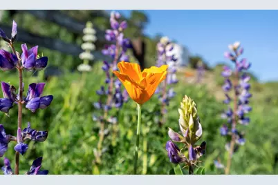 3226 Jalama Road, Lompoc, CA 93436 - Photo 47
