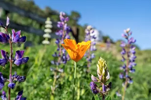3226 Jalama Rd, Lompoc, CA 93436 - Photo 47