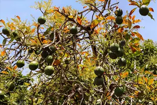 5534 Calle Ocho, Carpinteria, CA 93013 - Photo 23