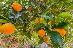 5377 Agana Dr, Santa Barbara, CA 93111 - Photo 59