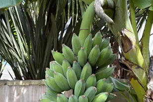 1315 Virginia Rd, Montecito, CA 93108 - Photo 35