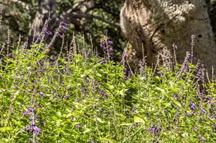 4 San Marcos Trout Club, Santa Barbara, CA 93105 - Photo 51
