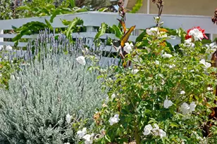 117 Santa Cruz Blvd, Santa Barbara, CA 93109 - Photo 19
