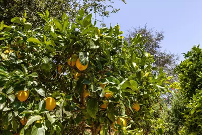 150 Olive Mill Lane, Montecito, CA 93108 - Photo 23