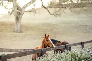 2279 Alamo Pintado Rd, Solvang, CA 93463 - Photo 51