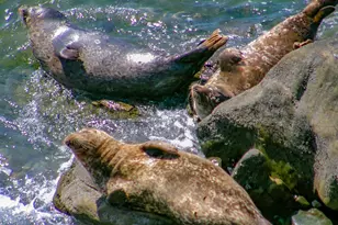 349 Ash Ave, Carpinteria, CA 93013 - Photo 51