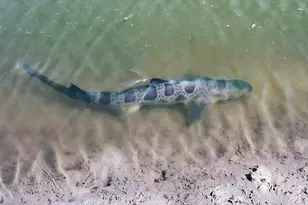 349 Ash Ave, Carpinteria, CA 93013 - Photo 45