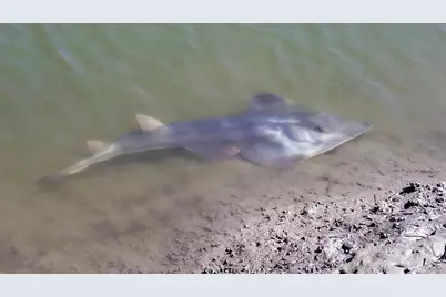 349 Ash Avenue #Spc 17, Carpinteria, CA 93013 - Photo 47