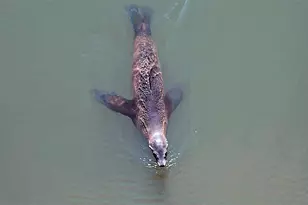 349 Ash Ave, Carpinteria, CA 93013 - Photo 41