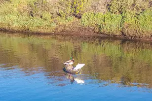 349 Ash Ave, Carpinteria, CA 93013 - Photo 43