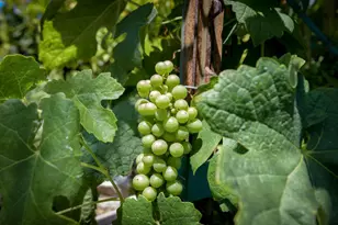 3715 Hitchcock Ranch Rd, Santa Barbara, CA 93105 - Photo 31