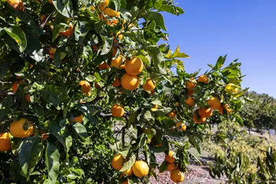 200 Ellwood Ridge Road, Goleta, CA 93117 - Photo 57