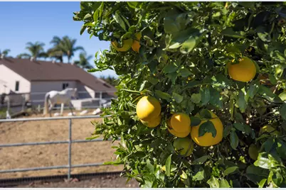 200 Ellwood Ridge Road, Goleta, CA 93117 - Photo 43