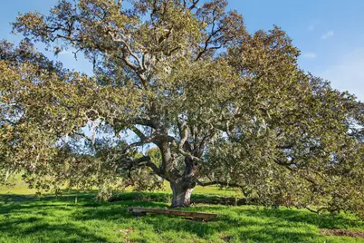 970 College Canyon Road, Solvang, CA 93463 - Photo 39