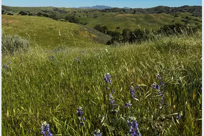 0 Alisos Canyon Road, Los Alamos, CA 93440 - Photo 29