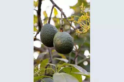 7401 Shepard Mesa Road, Carpinteria, CA 93013 - Photo 9