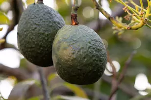 7401 Shepard Mesa Rd, Carpinteria, CA 93013 - Photo 9