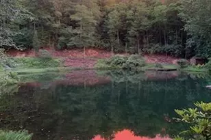 115 Dam Lake Dr, Dillard, GA 30537 - Photo 31